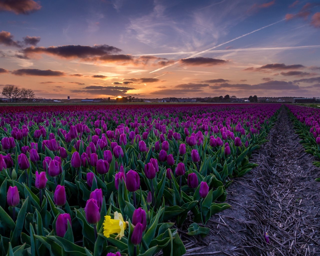 Обои небо, цветы, закат, пейзаж, поле, тюльпаны, the sky, flowers, sunset, landscape, field, tulips разрешение 3840x2160 Загрузить