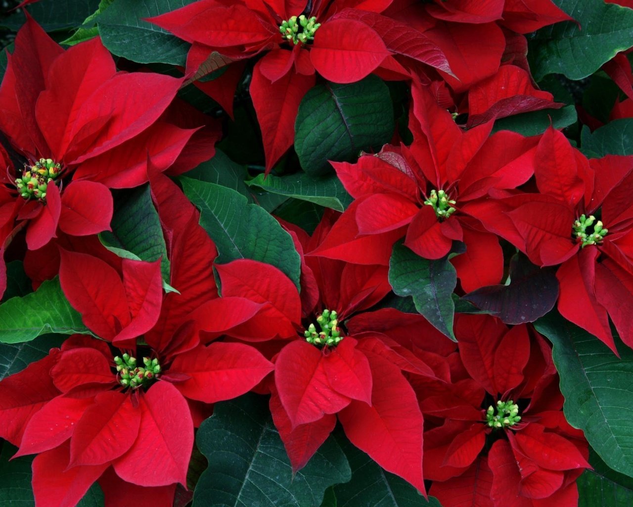 Обои цветы, листья, пуансеттия, рождественская звезда, flowers, leaves, poinsettia, christmas star разрешение 1999x1333 Загрузить