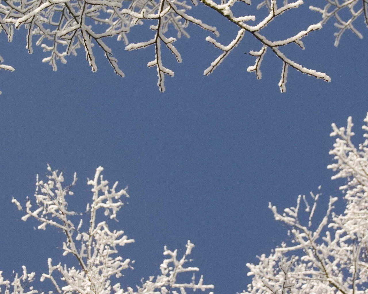 Обои небо, снег, дерево, зима, ветки, the sky, snow, tree, winter, branches разрешение 1920x1080 Загрузить