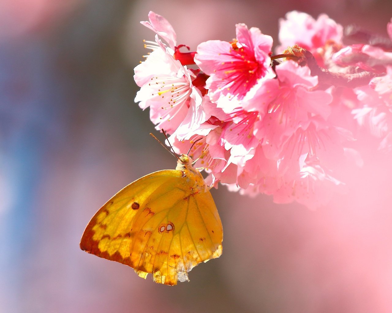 Обои цветы, насекомое, бабочка, крылья, сакура, flowers, insect, butterfly, wings, sakura разрешение 2560x1600 Загрузить