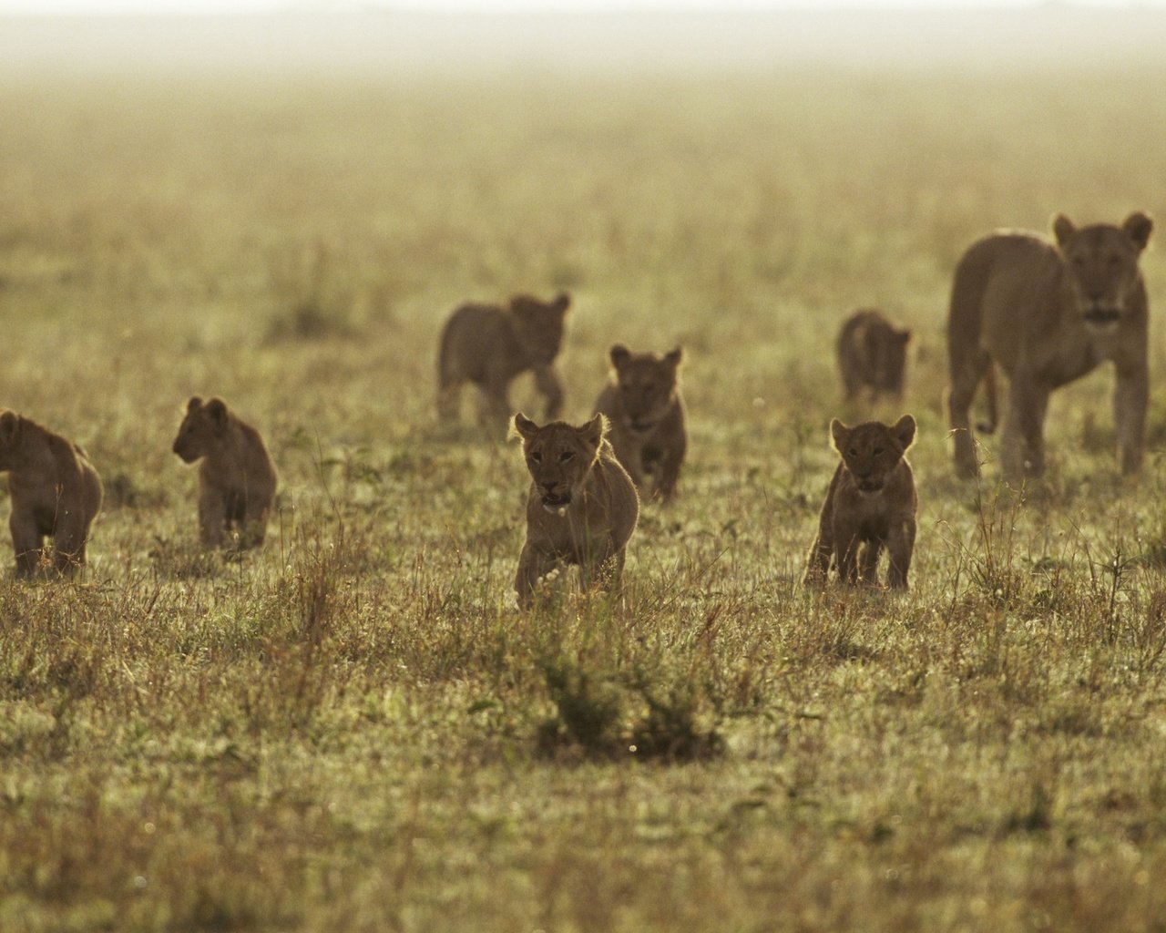 Обои природа, львы, львята, львица, nature, lions, the cubs, lioness разрешение 2560x1600 Загрузить