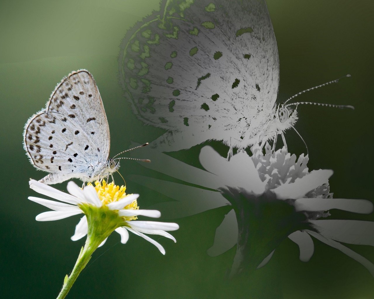 Обои насекомое, отражение, цветок, бабочка, крылья, ромашка, insect, reflection, flower, butterfly, wings, daisy разрешение 1920x1200 Загрузить