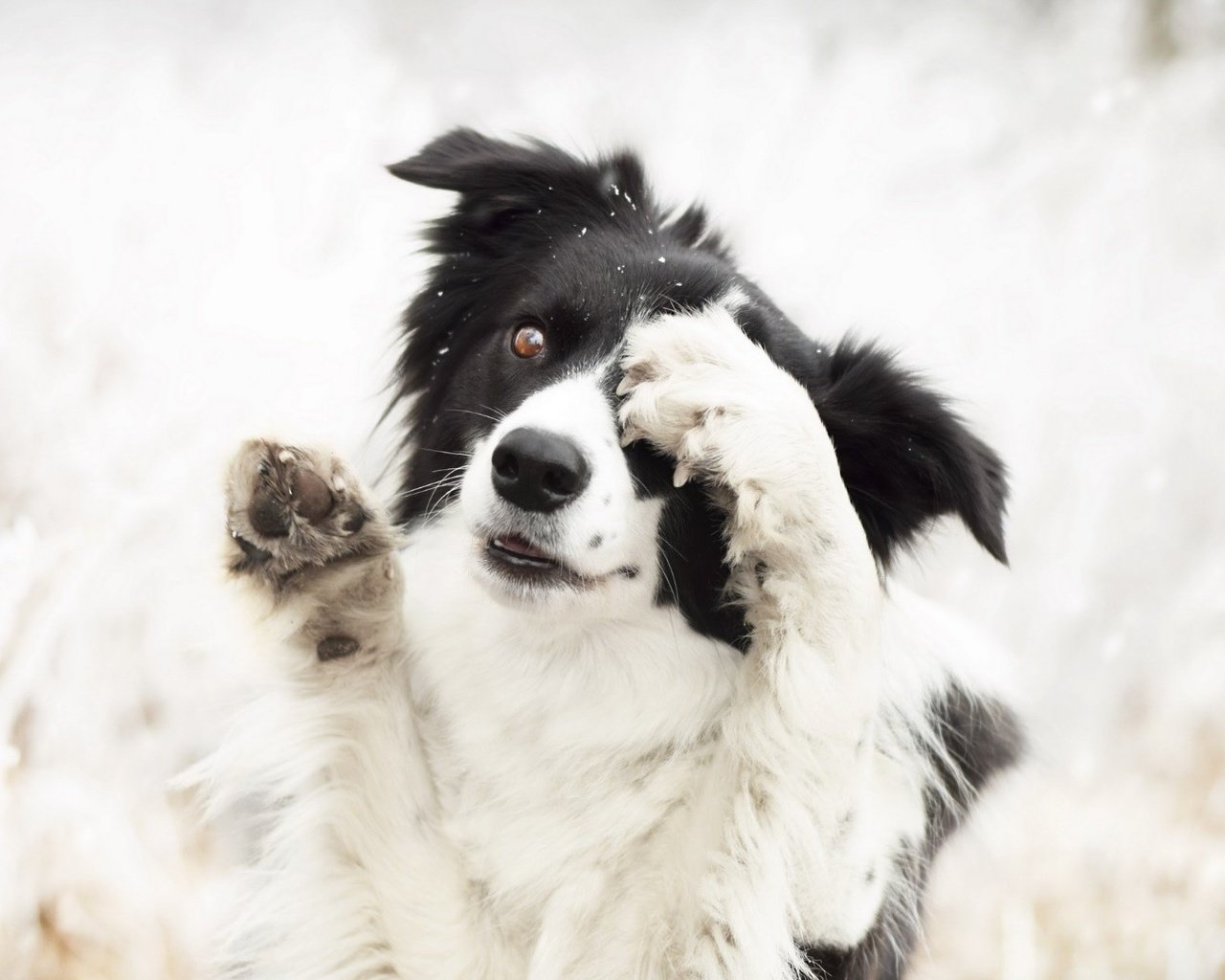 Обои природа, собака, животное, пес, лапки, бордер-колли, nature, dog, animal, legs, the border collie разрешение 1920x1080 Загрузить