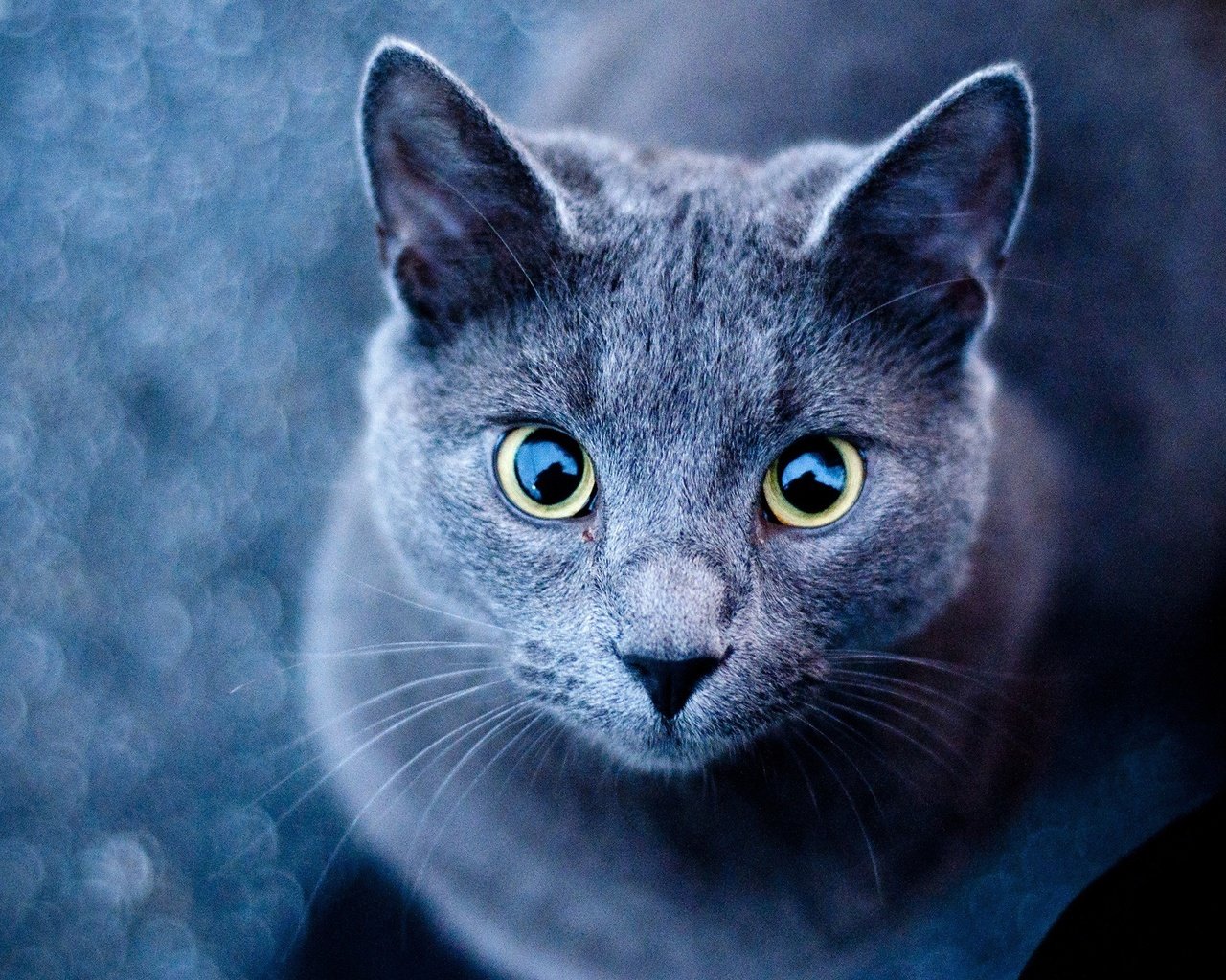 Обои глаза, фон, усы, кошка, взгляд, голубая, русская, eyes, background, mustache, cat, look, blue, russian разрешение 2560x1600 Загрузить