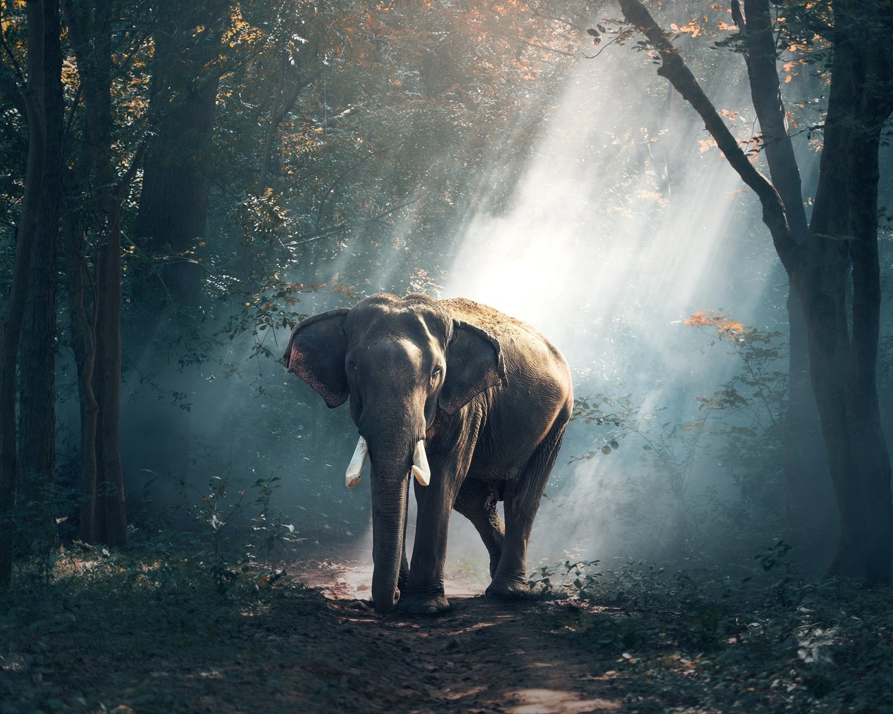 Обои природа, лес, лучи, слон, индия, nature, forest, rays, elephant, india разрешение 3500x2388 Загрузить