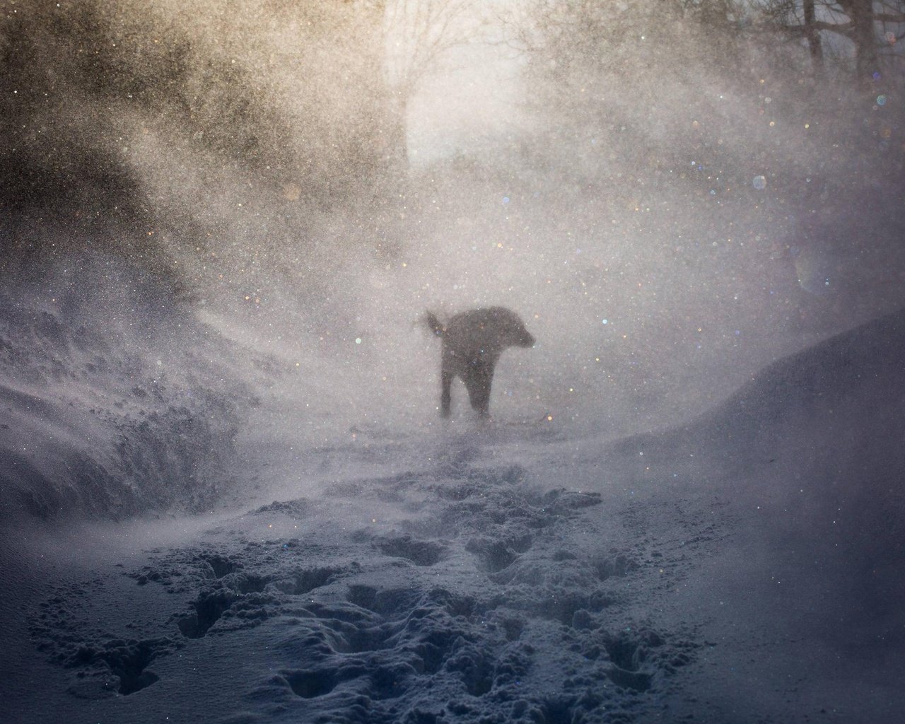 Обои снег, природа, зима, собака, следы, ветер, пес, вьюга, snow, nature, winter, dog, traces, the wind, blizzard разрешение 2560x1600 Загрузить