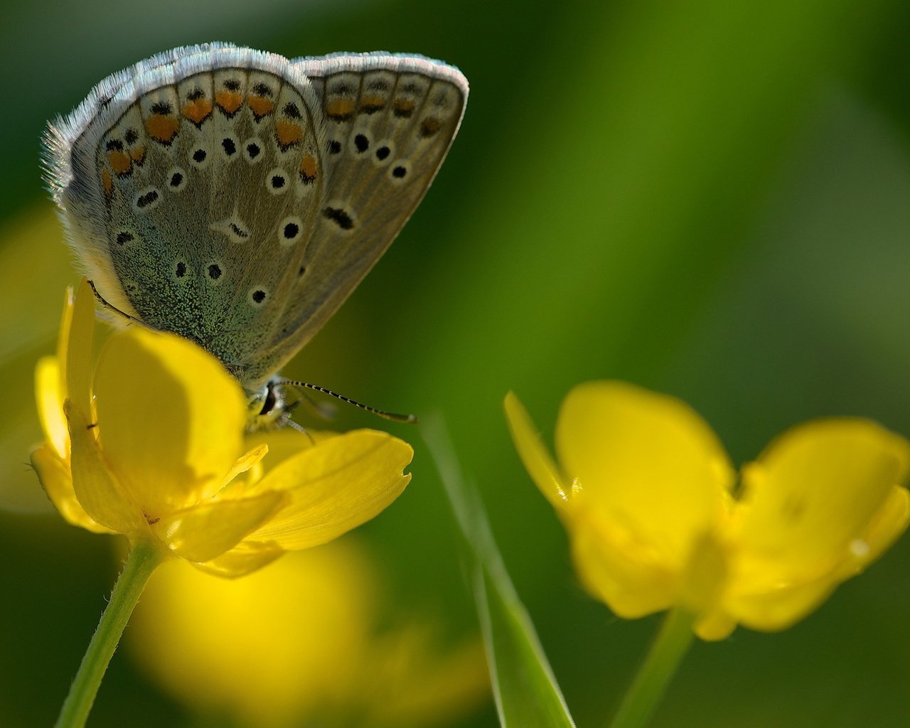 Обои цветы, насекомое, бабочка, крылья, flowers, insect, butterfly, wings разрешение 1920x1200 Загрузить