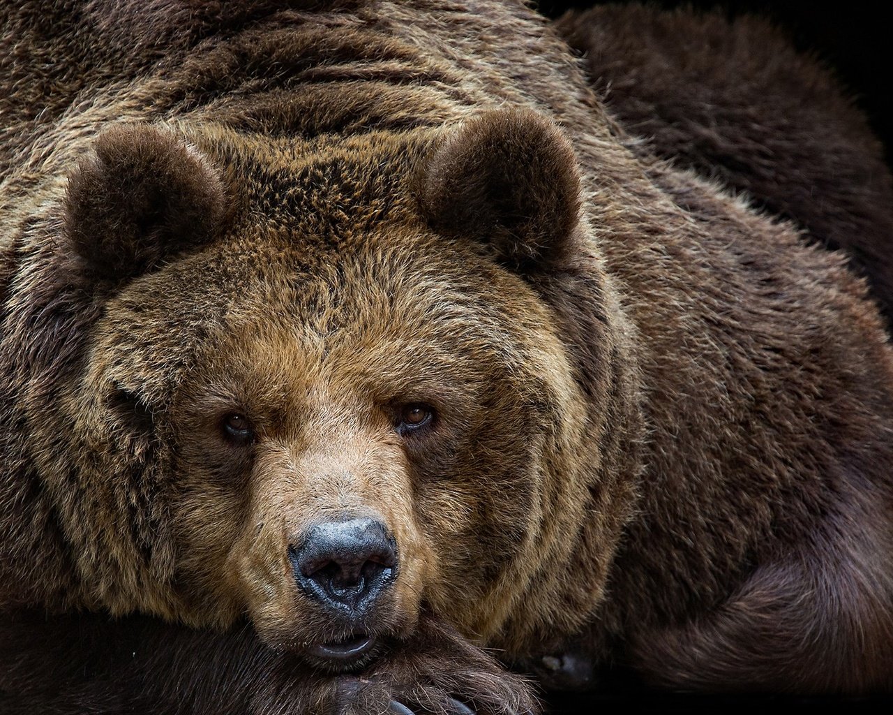 Фото грозного медведя