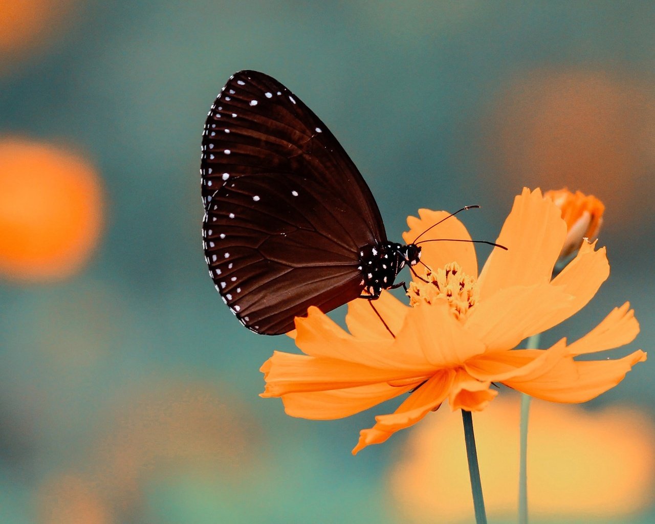 Обои насекомое, цветок, лепестки, бабочка, крылья, размытость, космея, insect, flower, petals, butterfly, wings, blur, kosmeya разрешение 1920x1200 Загрузить