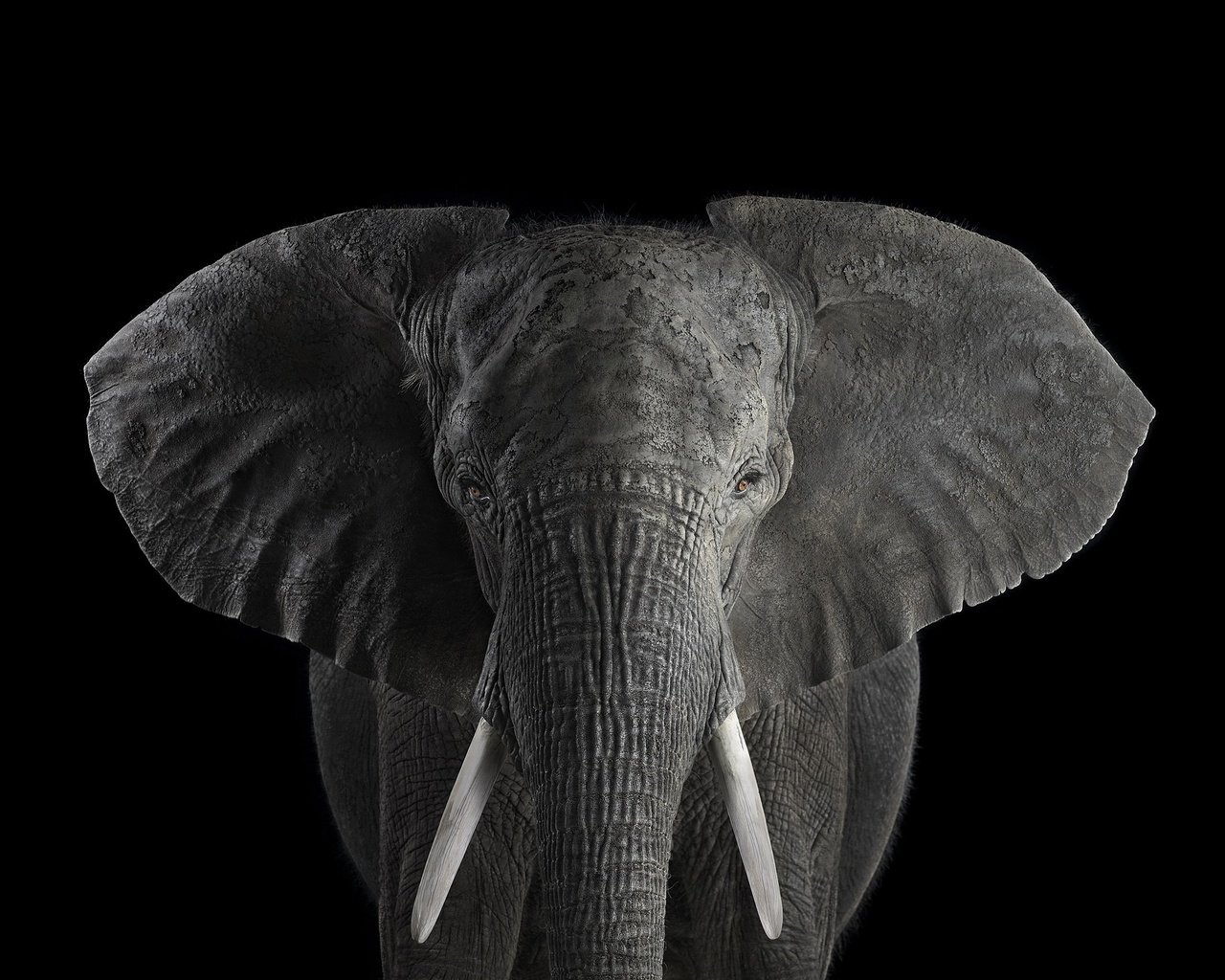 Обои слон, чёрно-белое, африканский слон, брэд уилсон, elephant, black and white, african elephant, brad wilson разрешение 2000x1364 Загрузить