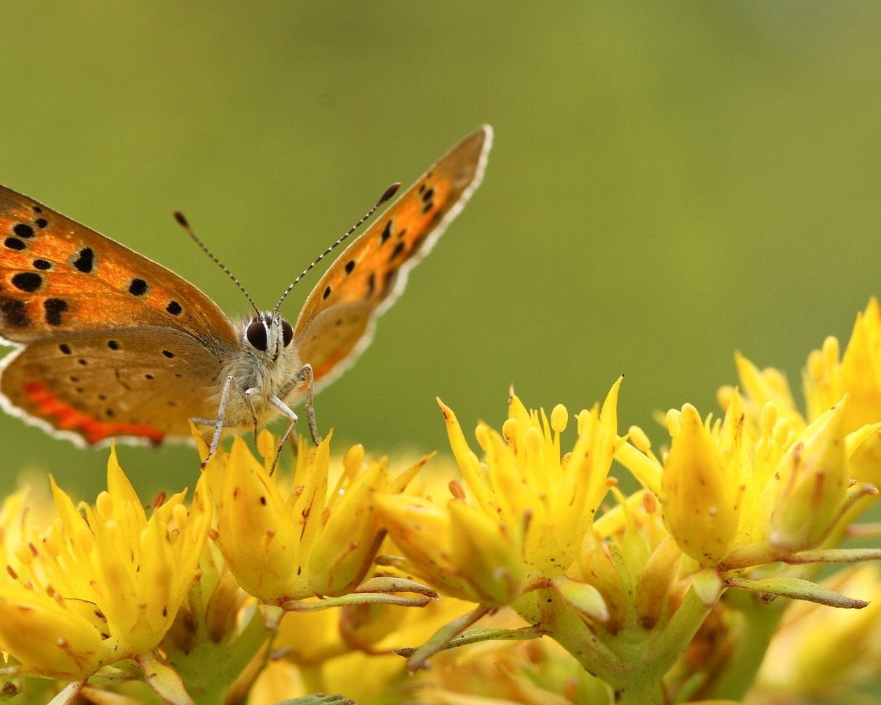 Обои цветы, насекомое, бабочка, крылья, flowers, insect, butterfly, wings разрешение 1920x1200 Загрузить