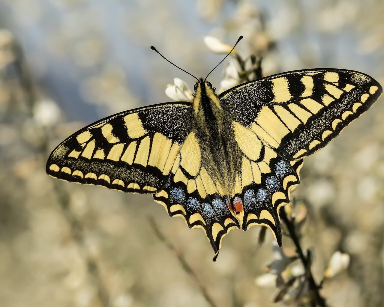 Обои цветы, насекомое, бабочка, крылья, боке, махаон, flowers, insect, butterfly, wings, bokeh, swallowtail разрешение 2048x1365 Загрузить