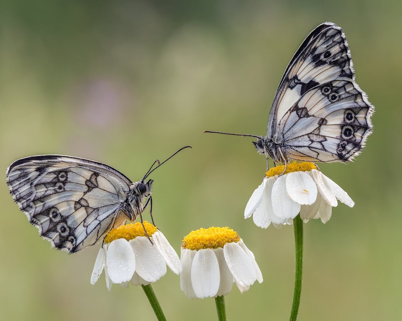 Обои цветы, крылья, насекомые, ромашки, бабочки, flowers, wings, insects, chamomile, butterfly разрешение 2048x1463 Загрузить