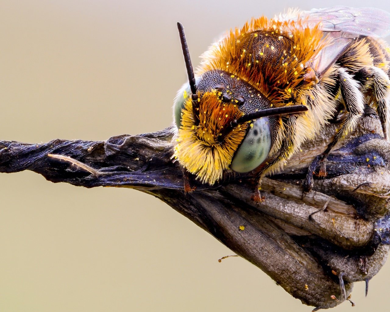 Обои глаза, макро, насекомое, фон, растение, усики, пчела, пыльца, eyes, macro, insect, background, plant, antennae, bee, pollen разрешение 3600x2250 Загрузить