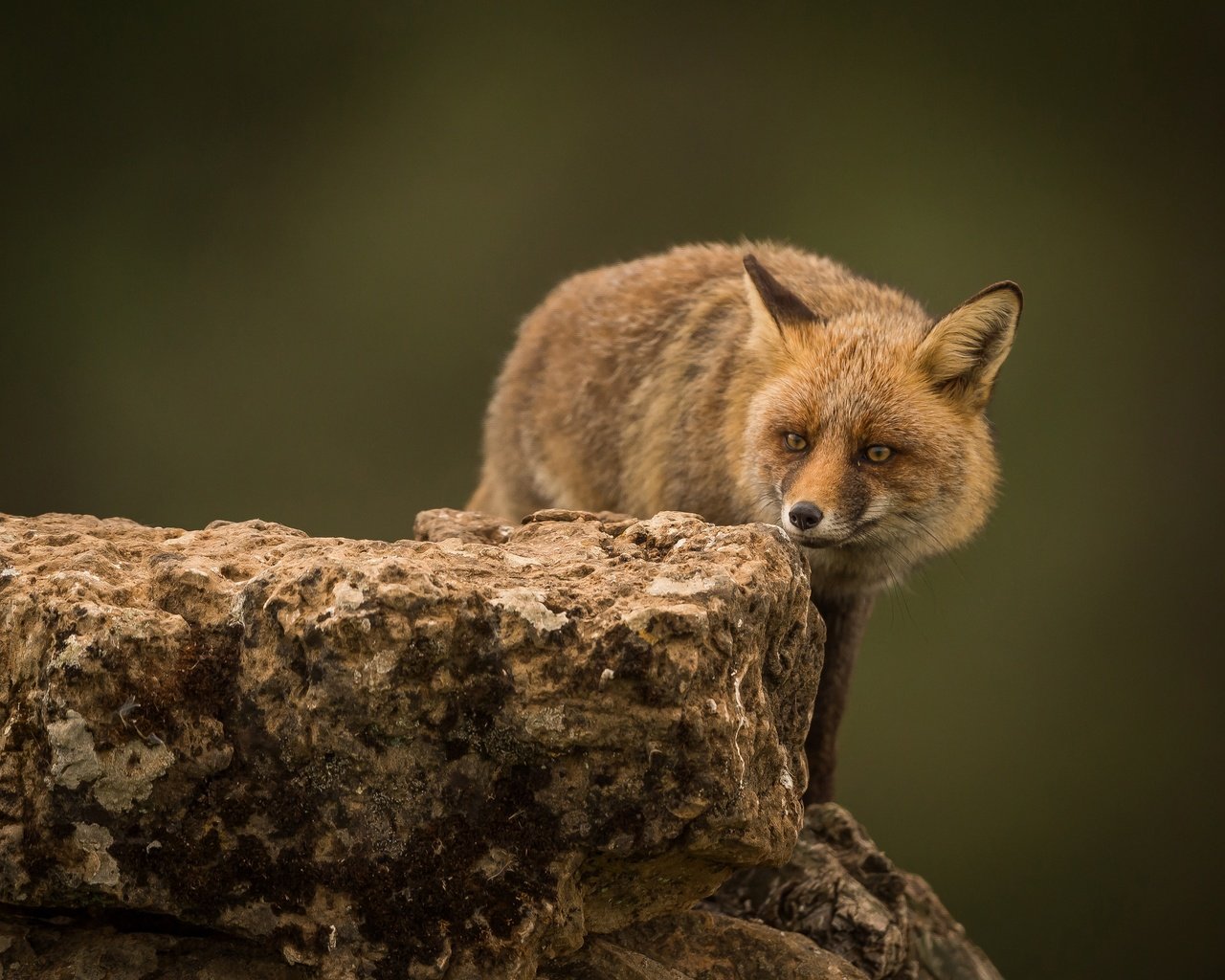 Обои фон, взгляд, рыжая, лиса, хищник, камень, лисица, background, look, red, fox, predator, stone разрешение 3600x2437 Загрузить