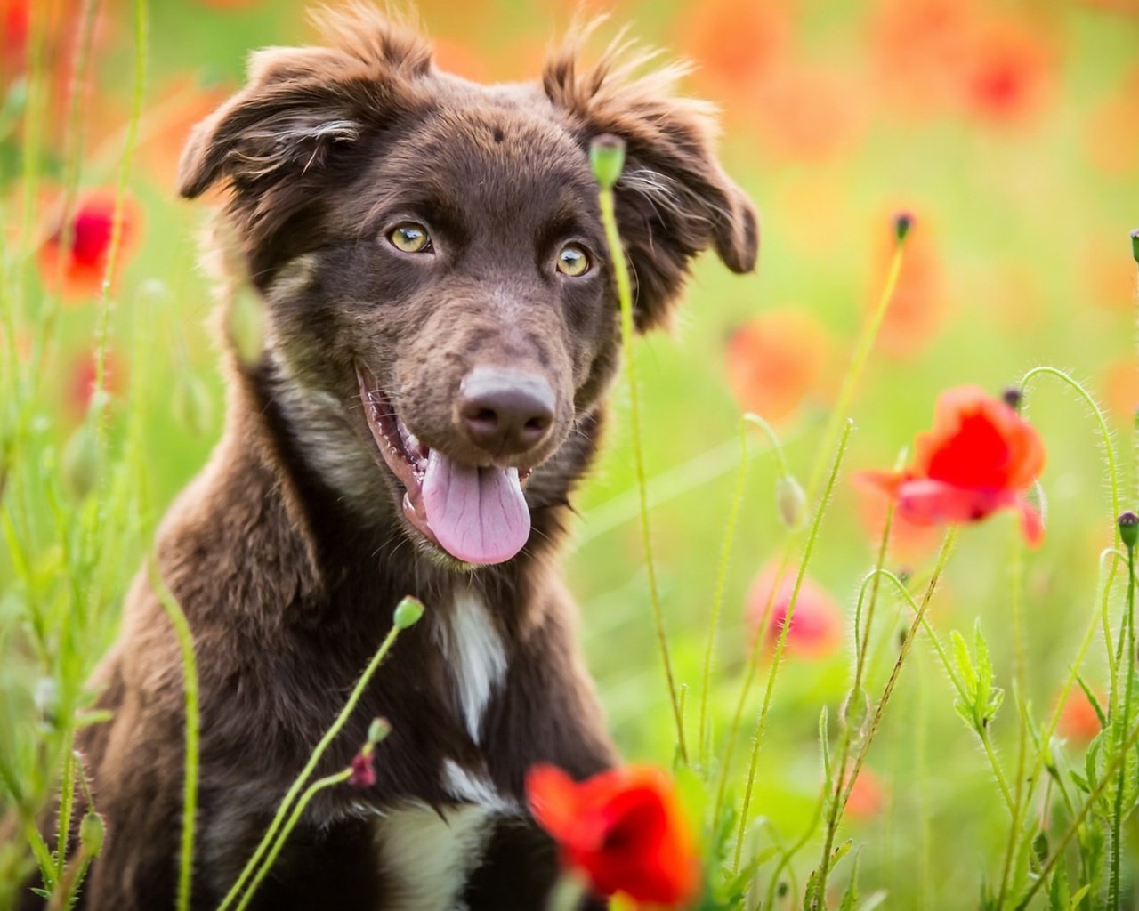 Обои цветы, природа, лето, собака, маки, язык, бордер-колли, flowers, nature, summer, dog, maki, language, the border collie разрешение 1920x1123 Загрузить