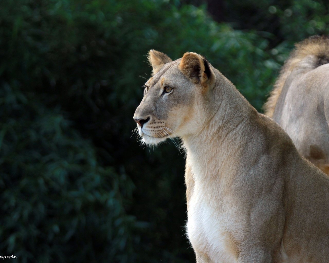 Обои глаза, взгляд, профиль, лев, хищники, львица, eyes, look, profile, leo, predators, lioness разрешение 2048x1370 Загрузить