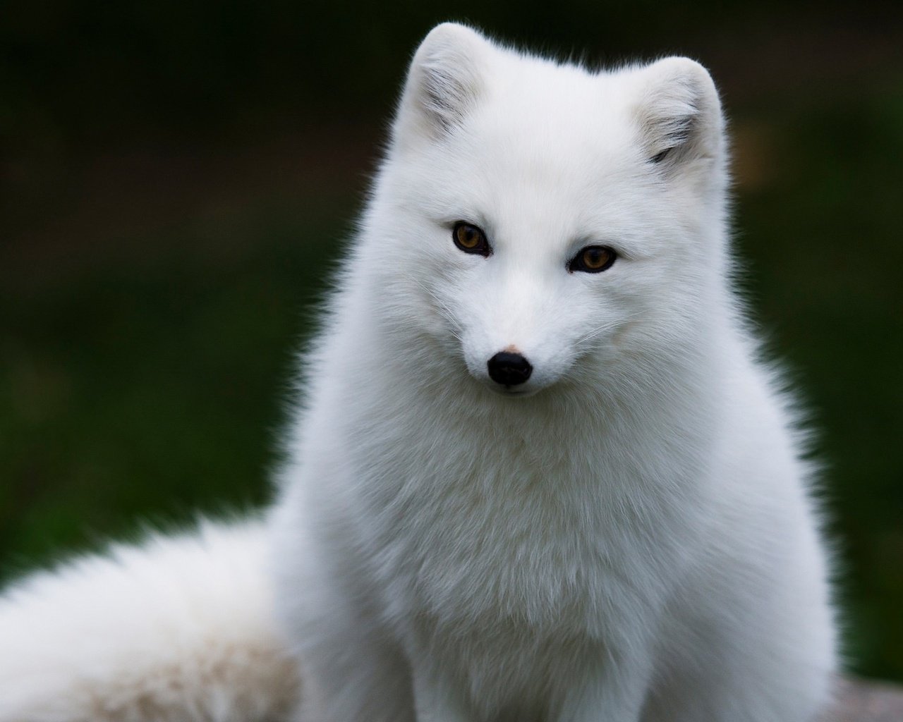 Обои песец, арктическая лиса, fox, arctic fox разрешение 2048x1152 Загрузить