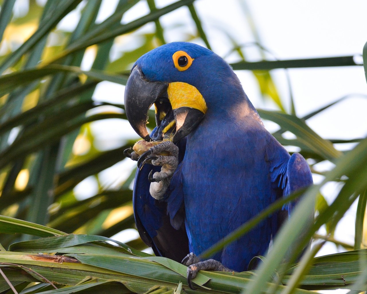 Обои растения, птица, клюв, перья, попугай, ара, plants, bird, beak, feathers, parrot, ara разрешение 2048x1365 Загрузить