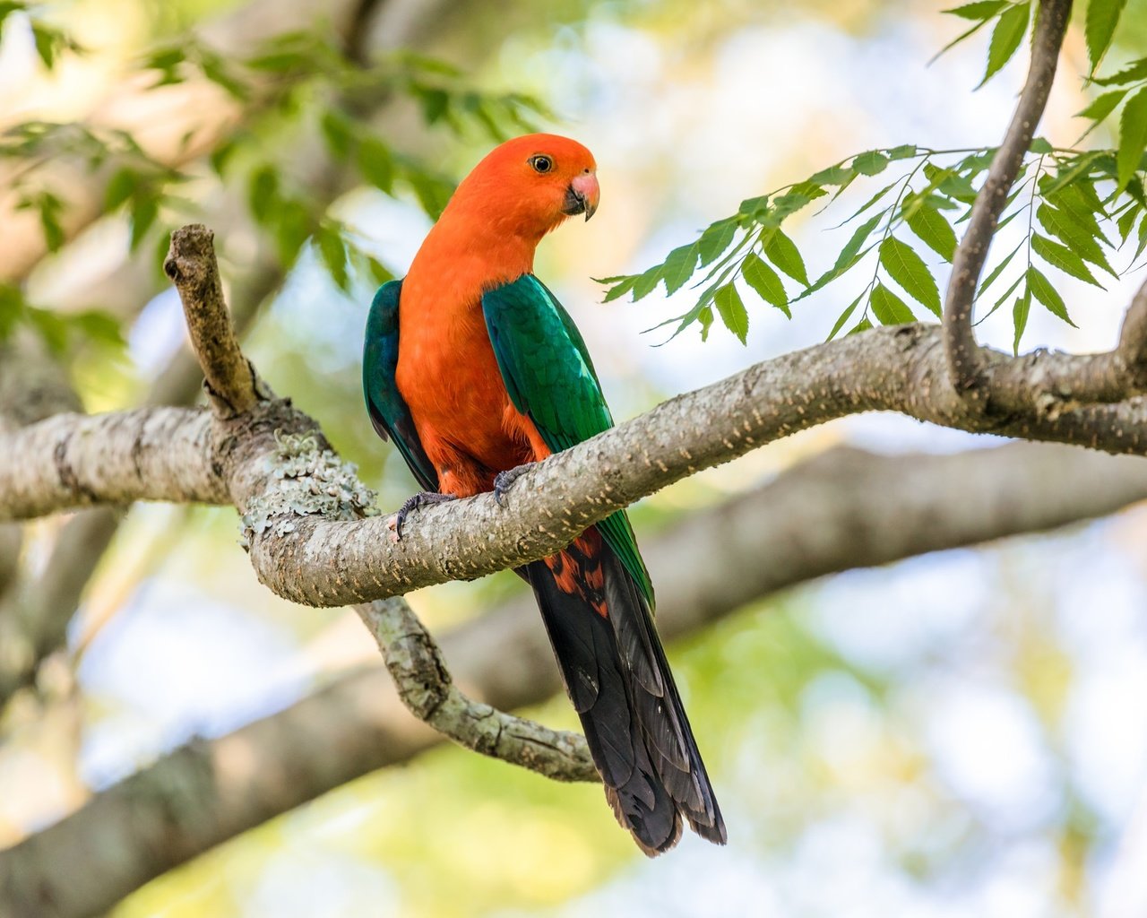 Обои ветка, дерево, птица, клюв, перья, попугай, branch, tree, bird, beak, feathers, parrot разрешение 2048x1365 Загрузить