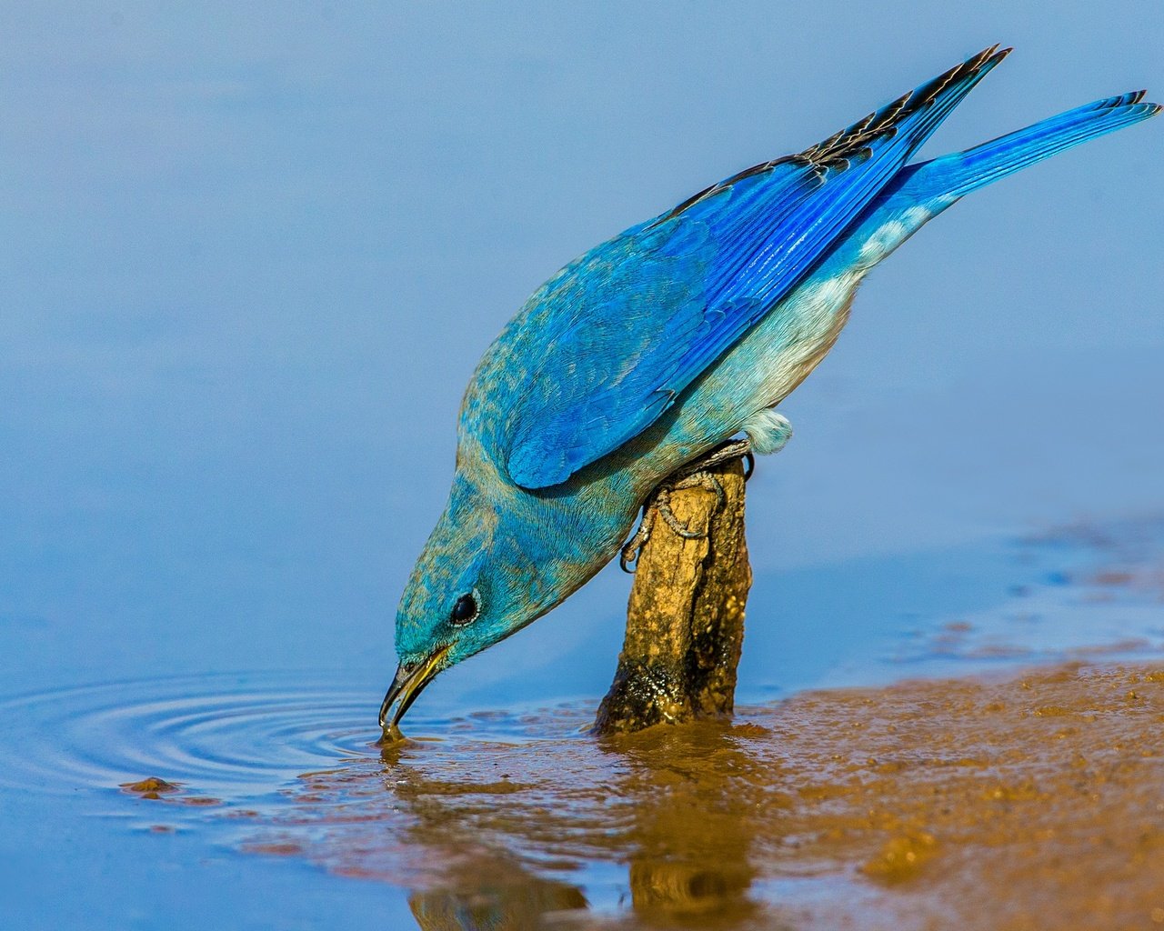 Обои вода, птица, клюв, перья, голубая сиалия, water, bird, beak, feathers, blue sialia разрешение 2048x1365 Загрузить