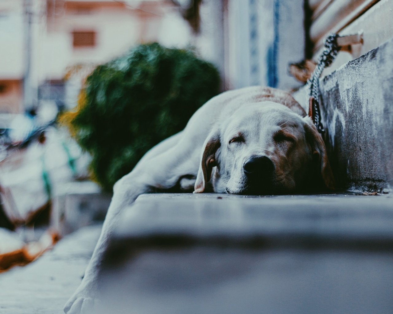 Обои снег, лестница, зима, сон, собака, улица, лабрадор, snow, ladder, winter, sleep, dog, street, labrador разрешение 2560x1440 Загрузить