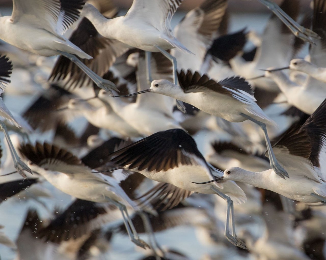 Обои полет, крылья, птицы, стая, шилоклювка, gary seloff, flight, wings, birds, pack, pied avocet разрешение 1920x1200 Загрузить