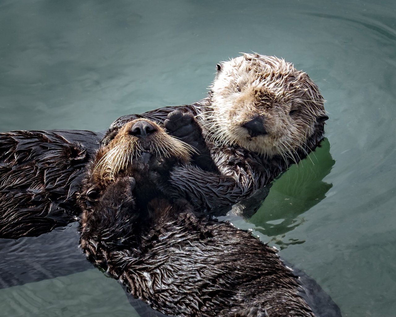 Обои вода, животные, мордочка, отдых, выдры, larry moberly, water, animals, muzzle, stay, otters разрешение 2560x1600 Загрузить