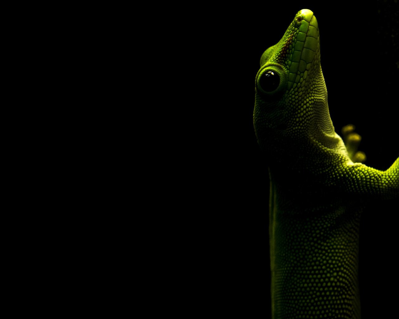 Обои ящерица, черный фон, геккон, рептилия, пресмыкающееся, lizard, black background, gecko, reptile разрешение 3840x2400 Загрузить