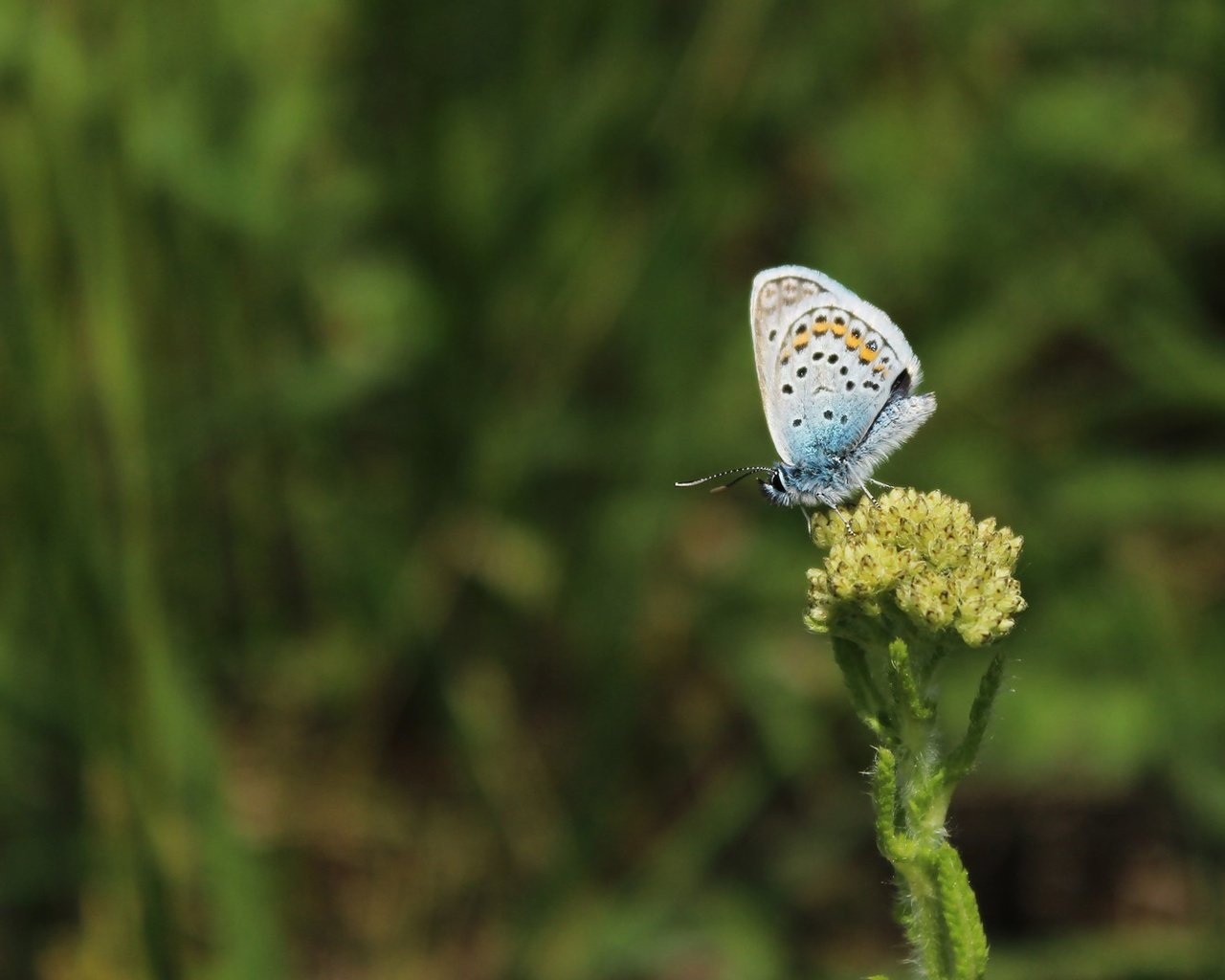 Обои трава, насекомое, бабочка, крылья, растение, grass, insect, butterfly, wings, plant разрешение 1920x1080 Загрузить