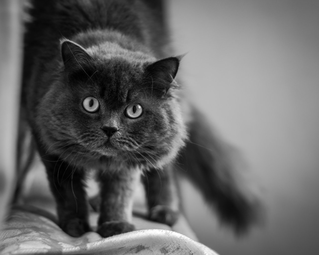 Обои кот, мордочка, усы, кошка, взгляд, чёрно-белое, cat, muzzle, mustache, look, black and white разрешение 4816x3010 Загрузить