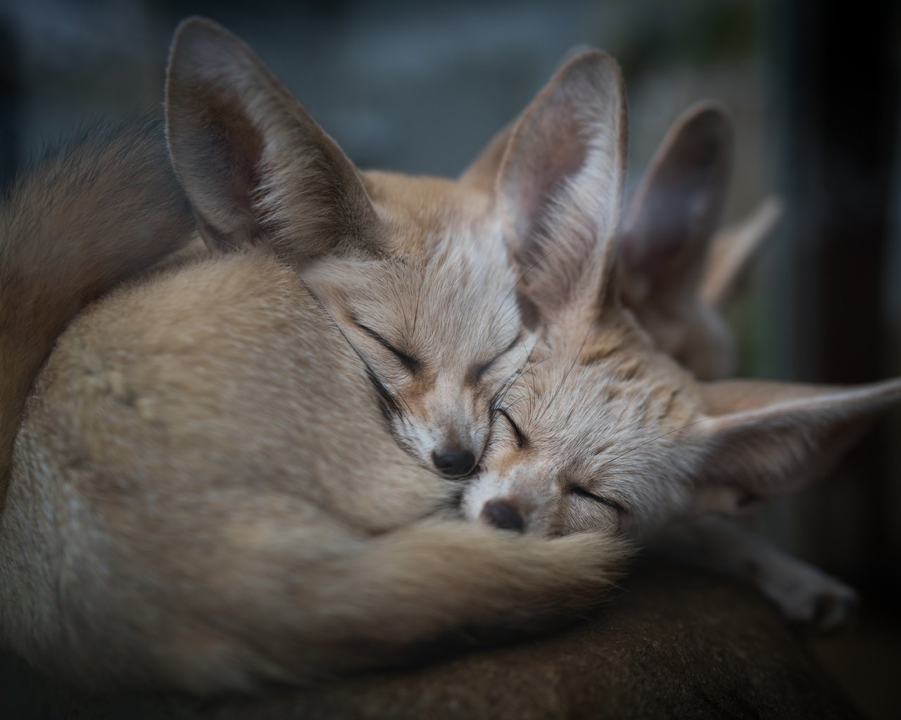 Обои природа, животные, сон, фенек, ушки, уют, лисички, лисы, nature, animals, sleep, fenech, ears, comfort, chanterelles, fox разрешение 7439x4962 Загрузить