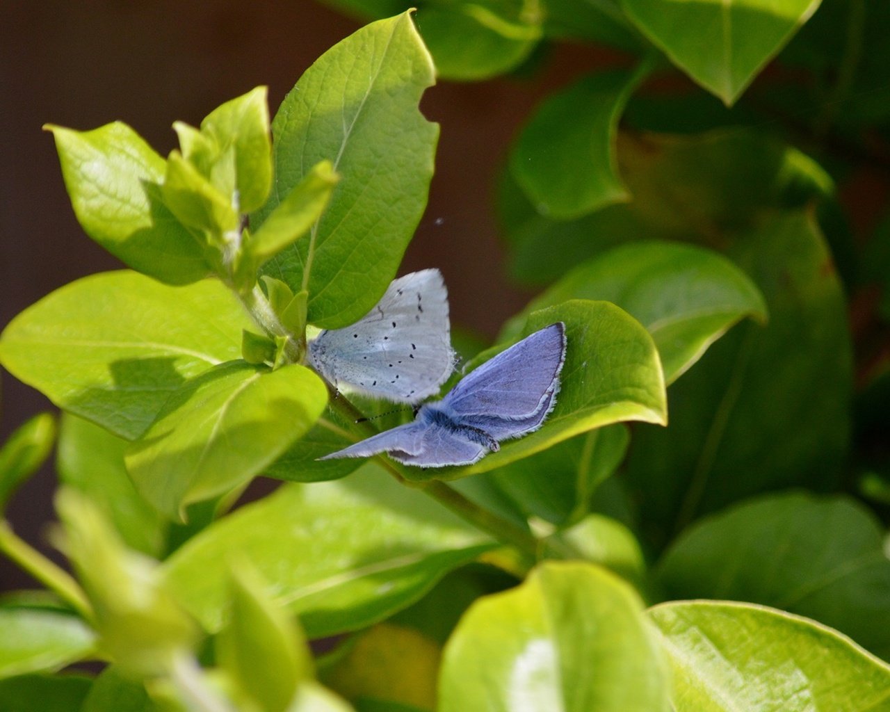 Обои природа, листья, крылья, насекомые, бабочки, растение, nature, leaves, wings, insects, butterfly, plant разрешение 1920x1080 Загрузить