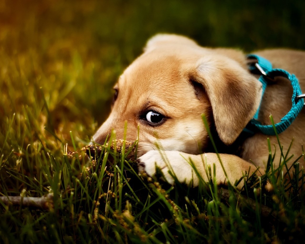 Обои глаза, мордашка, трава, ветка, природа, взгляд, собака, лежит, щенок, eyes, face, grass, branch, nature, look, dog, lies, puppy разрешение 2000x1125 Загрузить