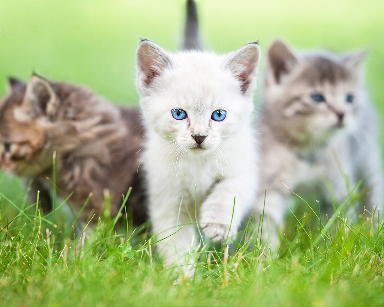 Обои глаза, трава, взгляд, коты, кошки, котята, rita kochmarjova, eyes, grass, look, cats, kittens разрешение 2560x1600 Загрузить