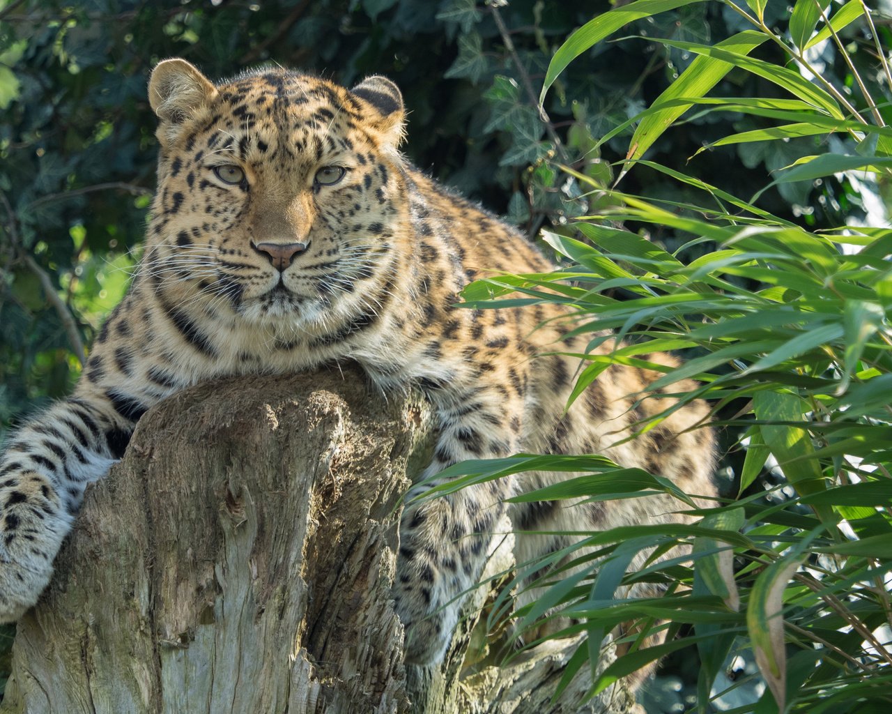 Обои растения, леопард, хищник, большая кошка, амурский, william warby, plants, leopard, predator, big cat, amur разрешение 3840x2400 Загрузить