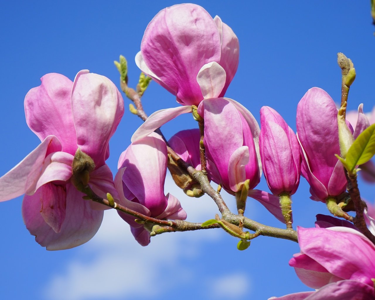 Обои небо, магнолия, цветы, цветение, бутоны, ветки, лепестки, весна, розовые, the sky, magnolia, flowers, flowering, buds, branches, petals, spring, pink разрешение 6000x3375 Загрузить