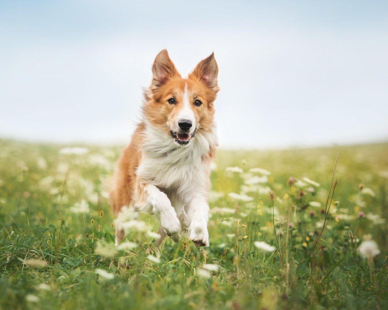 Обои цветы, трава, собака, бег, бордер-колли, flowers, grass, dog, running, the border collie разрешение 4246x2825 Загрузить