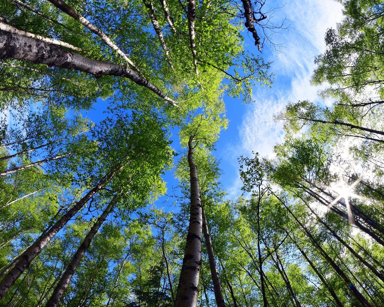 Обои деревья, природа, листья, парк, ветки, лето, аляска, trees, nature, leaves, park, branches, summer, alaska разрешение 5568x3712 Загрузить