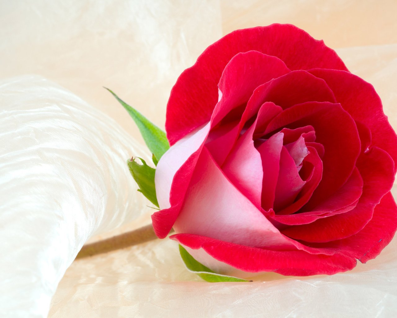 Обои цветок, роза, бутон, ткань, крупный план, красная роза, flower, rose, bud, fabric, close-up, red rose разрешение 2560x1600 Загрузить