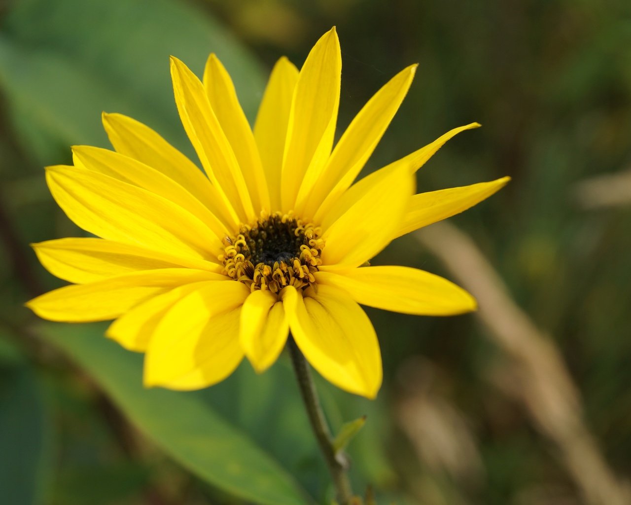 Обои желтый, цветок, лепестки, yellow, flower, petals разрешение 5456x3632 Загрузить