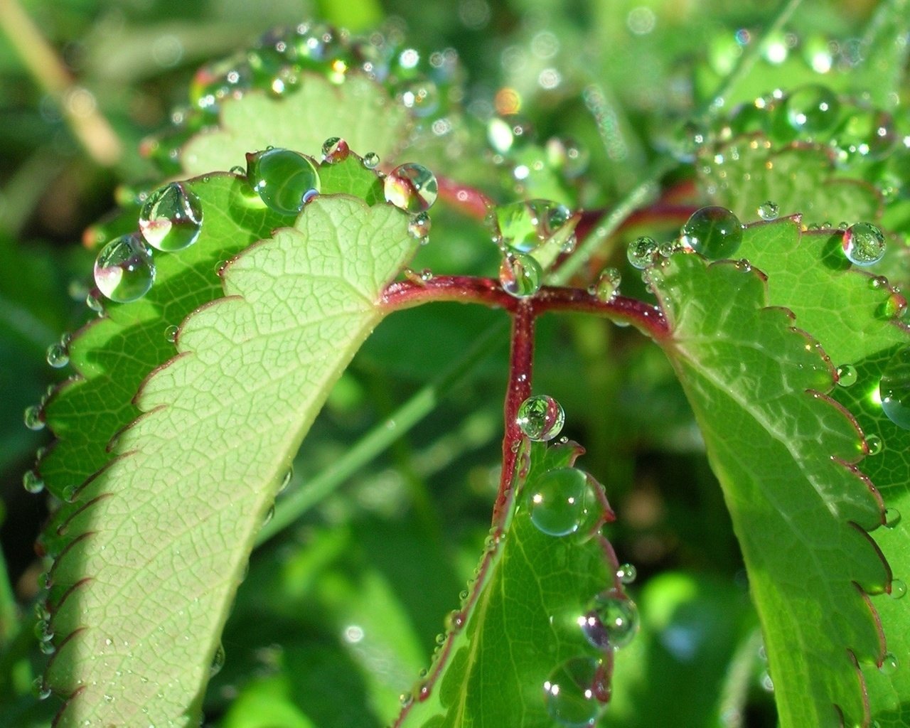 Обои природа, листья, роса, капли, растение, nature, leaves, rosa, drops, plant разрешение 1944x1446 Загрузить