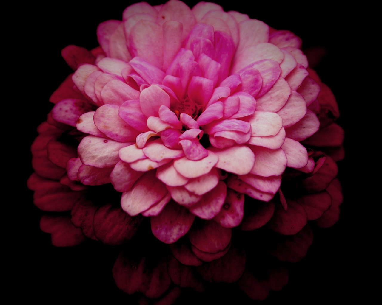 Обои макро, цветок, лепестки, розовый, хризантема, маргаритка, macro, flower, petals, pink, chrysanthemum, daisy разрешение 5472x3648 Загрузить