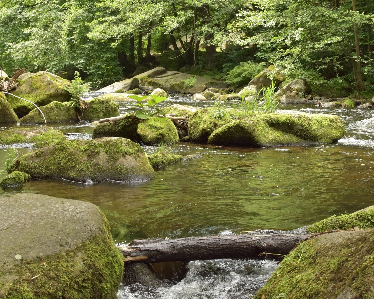 Обои деревья, вода, река, камни, лес, ручей, поток, растительность, trees, water, river, stones, forest, stream, vegetation разрешение 6000x4000 Загрузить