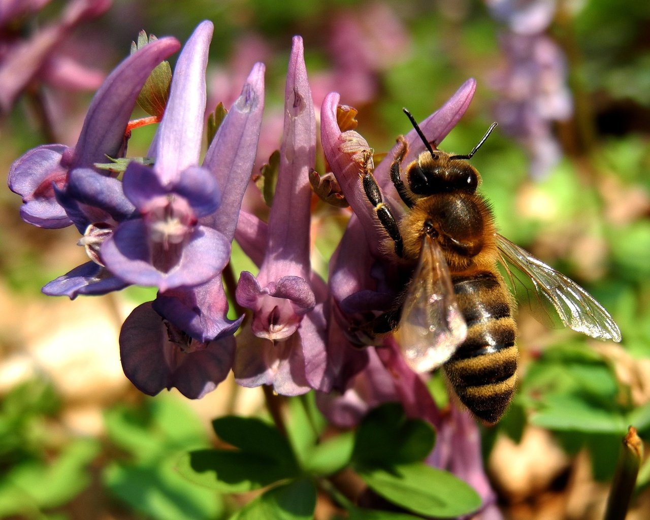 Обои природа, насекомое, цветок, растение, макросъемка, пчела, nature, insect, flower, plant, macro, bee разрешение 2581x1936 Загрузить