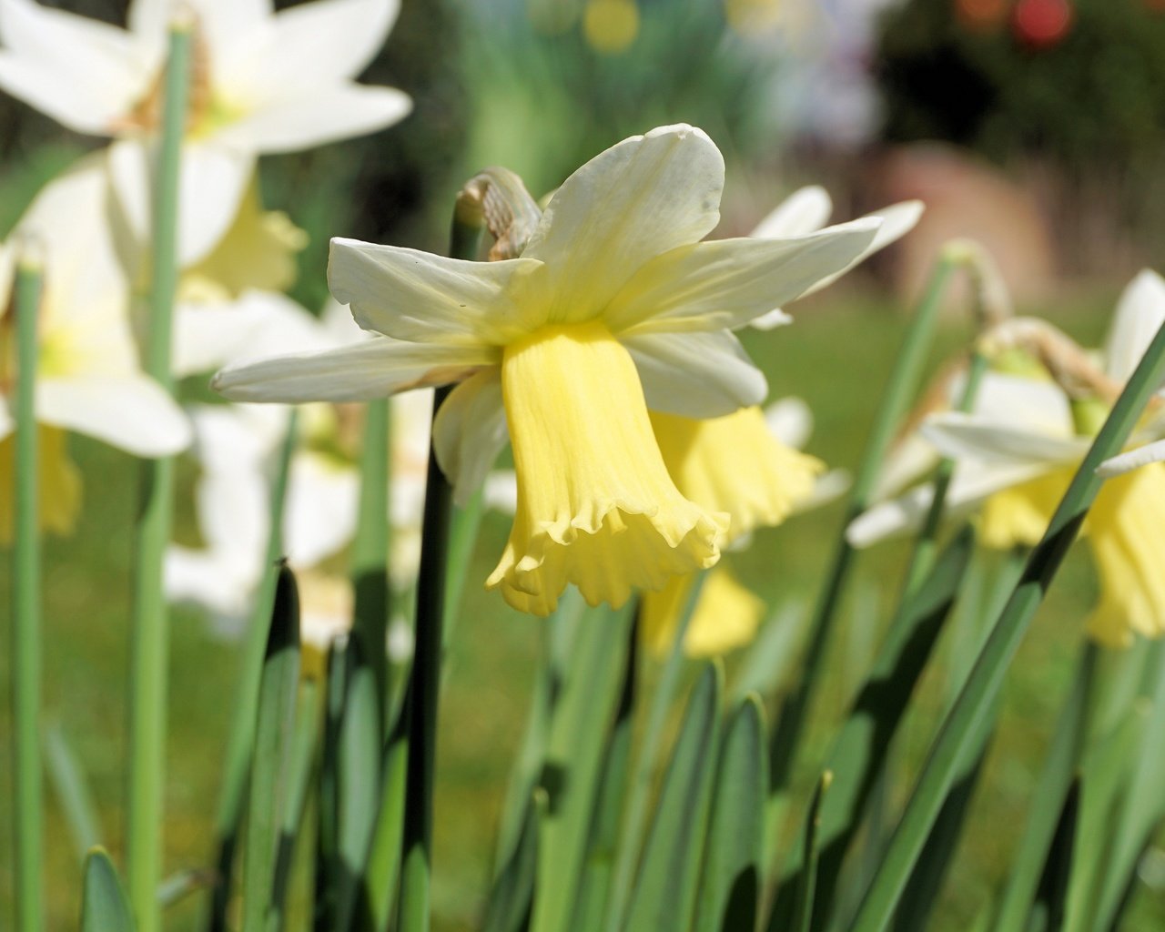 Обои цветы, лепестки, стебли, нарциссы, flowers, petals, stems, daffodils разрешение 4000x2666 Загрузить