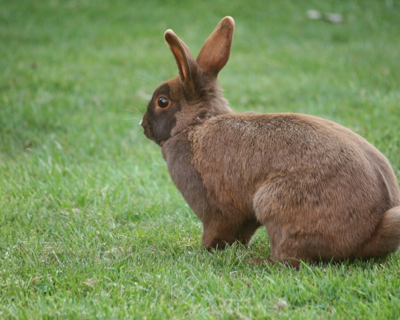 Обои трава, кролик, уши, заяц, grass, rabbit, ears, hare разрешение 2816x1880 Загрузить