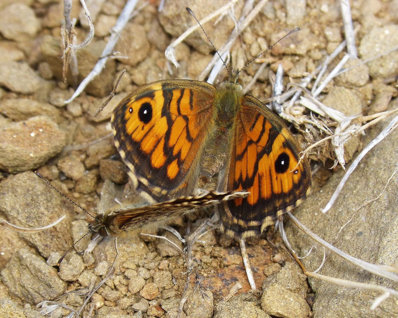 Обои крылья, насекомые, бабочки, wings, insects, butterfly разрешение 2954x2216 Загрузить