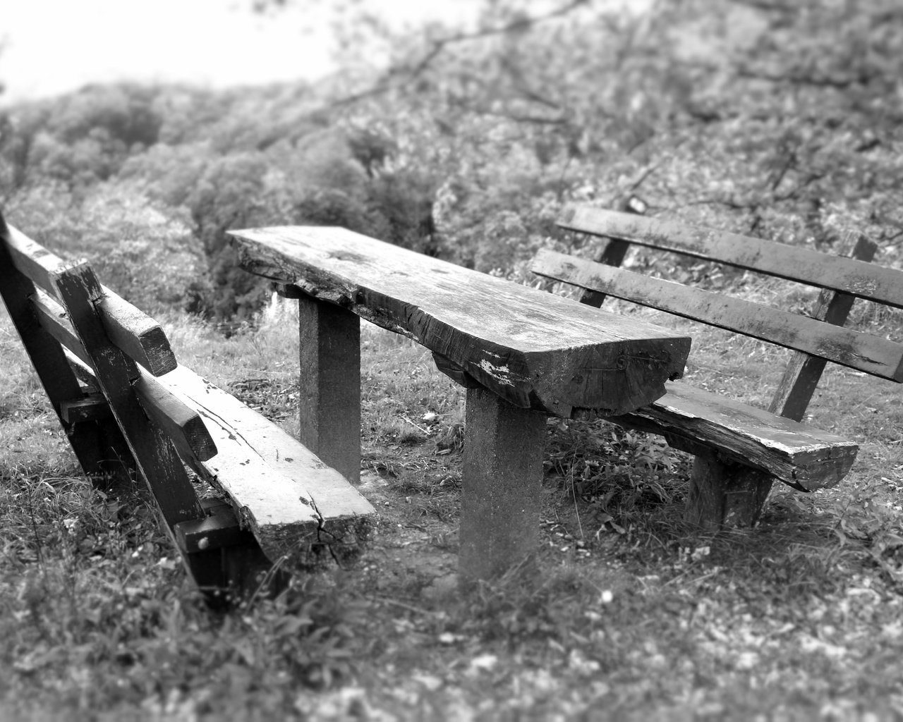 Обои трава, парк, чёрно-белое, стол, скамейки, лавочка, grass, park, black and white, table, benches, shop разрешение 5184x3456 Загрузить