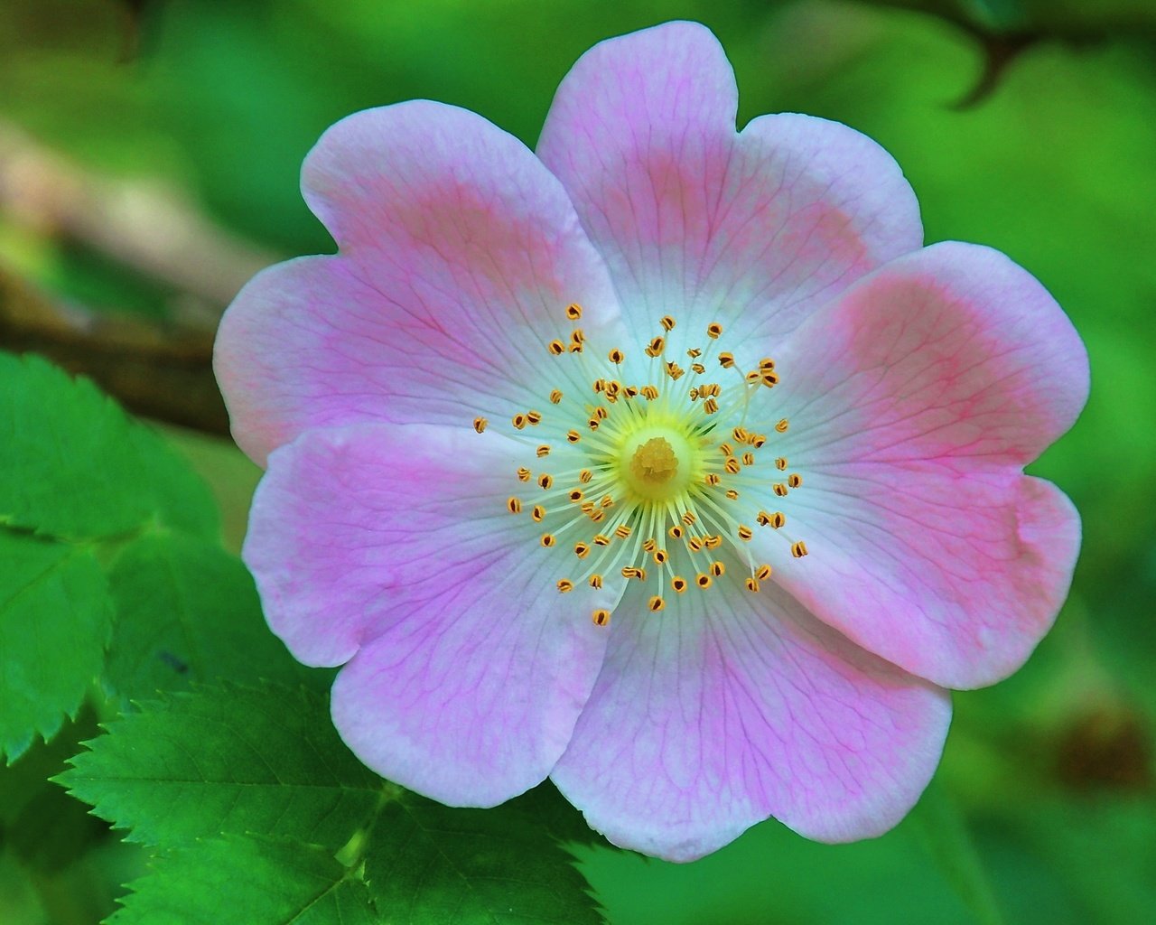 Обои листья, цветок, лепестки, шиповник, макросъемка, дикая роза, leaves, flower, petals, briar, macro, wild rose разрешение 3328x1872 Загрузить